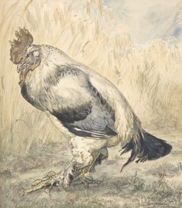 The Old Cock