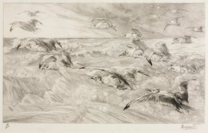 The Seagulls by Felix Bracquemond