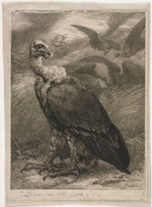 Vulture, 1904 by Felix Bracquemond
