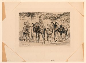 The Donkeys of the South