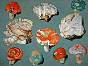 Studies of Fungi by Ferdinand Phillip de Hamilton
