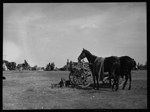 Horse Next to Cart in Semere