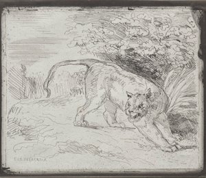 A Trapped Tiger