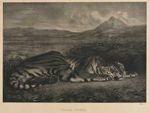Royal Tiger
