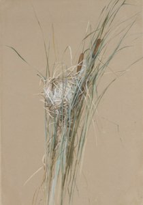 Birds Nest in Cattails by Fidelia Bridges