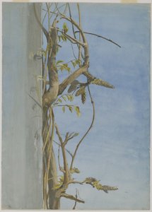 Wisteria on a Wall by Fidelia Bridges