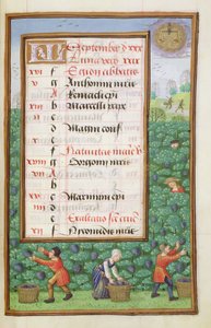 Gathering Grapes, illuminated calendar page for September, from a Book of Hours, c.1500
