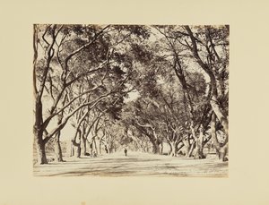 Cairo, Alley of Shoubra by Félix Bonfils