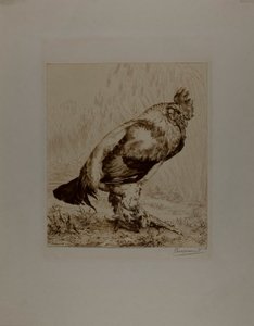 The Old Cock