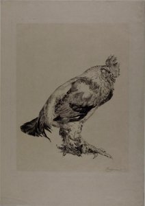 The Old Cock by Félix Henri Bracquemond