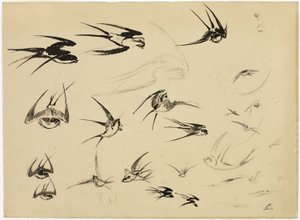 The Swallows