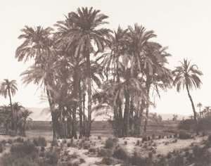 Karnak, Group of Date Palms Seen from Point A, 1851-52, printed 1853-54 by Félix Teynard