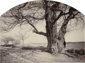 Grand Chestnut Tree on the Side of a Road, c.1875-1880 by Félix Thiollier