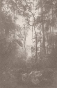 Foggy Jungle 1 by Florent Bodart