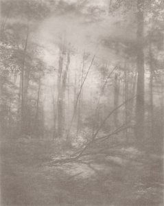 Foggy Jungle 2