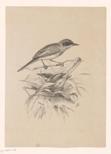 Two Small Birds on a Branch