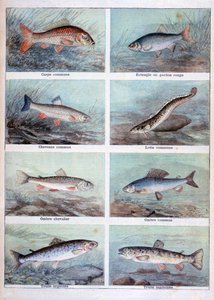 Freshwater Fish, 1898 by Fortuné Méaulle