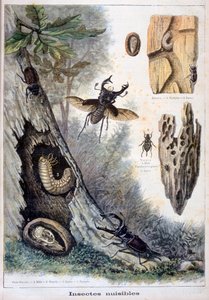 Harmful Insects