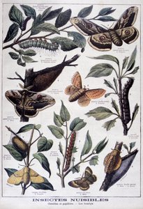 Harmful insects: caterpillars, butterflies and moths
