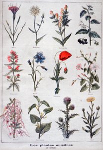 Harmful plants by Fortuné Méaulle
