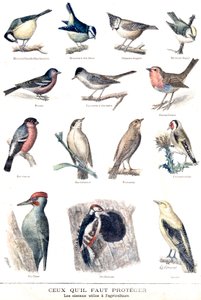 The Useful Birds in Agriculture