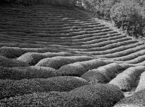 Area Surrounding Shizuoka, Gardens of Tea