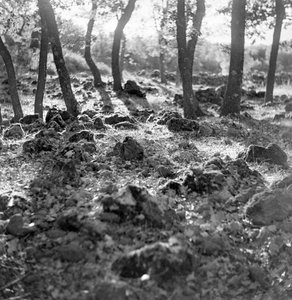 Forest on Mount Etna