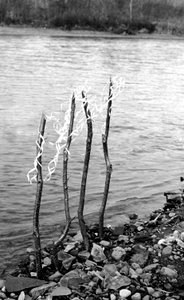 Nibutani: Prayer to the Kamui on the Saru River