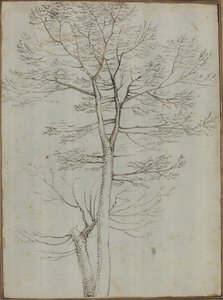 Bare Tree