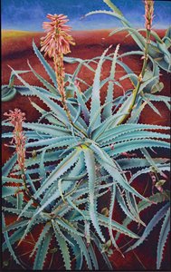 Aloe by Frances Ferdinands