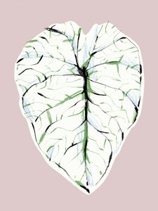 Elegant Veined Leaf by Francesco Gulina