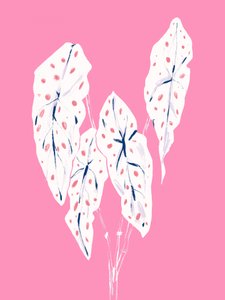 Pink Caladium Foliage by Francesco Gulina