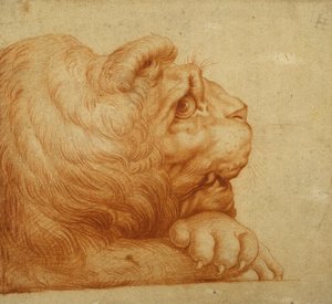 A Lion