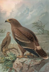 Engraving - Nepal Eagle - Females - Aquila Nipalensis