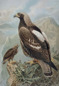 Engraving - Imperial Eagle - Male with Almost Perfect Plumage (1) and 2-Year-Old Female (2)