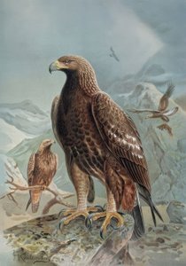 Engraving - Wild or Tawny Eagle - Adult Female and Young by Francia