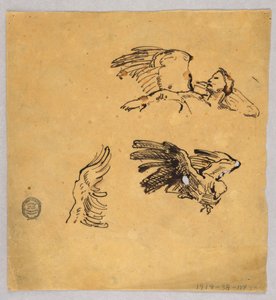 Studies of Wings by Francis Augustus Lathrop