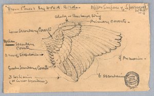 Study of a Sparrow