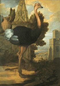 An Ostrich