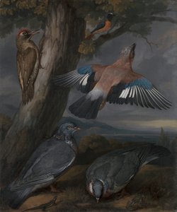 Jay, Green Woodpecker, Pigeons, and Redstart by Francis Barlow