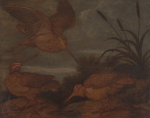 Woodcock at Dusk by Francis Barlow