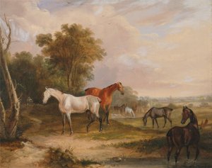 Horses Grazing: A Grey Stallion Grazing with Mares in a Meadow
