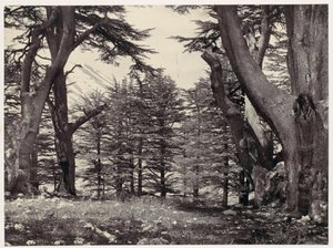 Cedars of Lebanon by Francis Frith