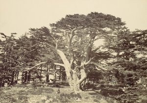 The Largest of the Cedars, Mount Lebanon