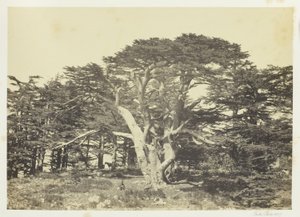 The Largest of the Cedars, Mount Lebanon
