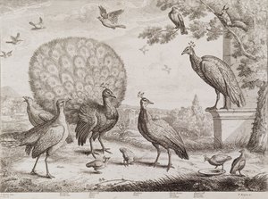 Group of Birds with Peacock by Francis Place