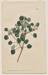 The Botanical Magazine or Flower Garden Displayed: Plate 883, Euphorbia Petiolaris. Long-Stalked Spurge
