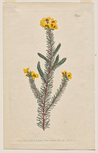 The Botanical Magazine or Flower Garden Displayed: Plate 944, Dillwynia Glaberrima. Smooth-Leaved Dillwynnia. [Dillwynia ericifolia gaberrima] by Francis Sansom