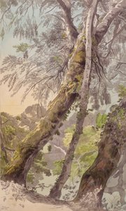 Trees Overhanging Water by Francis Towne