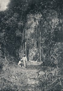 Estrada de Rodagem do Alto Parana by Francisco Henszler